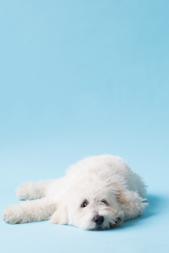 Puddles laying down