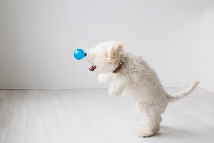Puddles mid-air chasing a ball