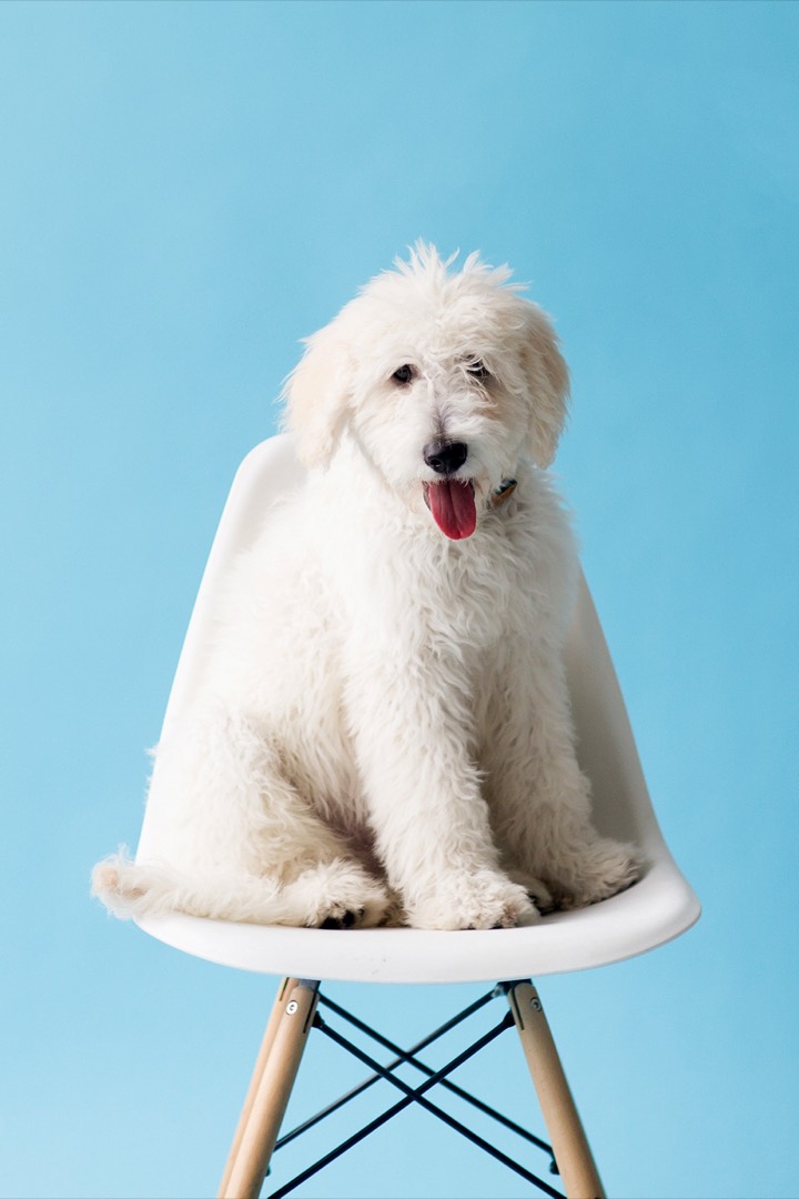Puddles sitting on an Eames chair