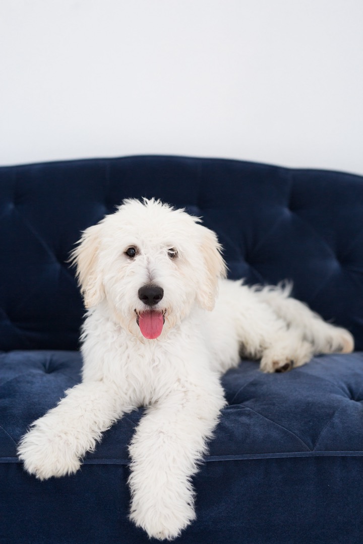 Puddles lying on a navy couch