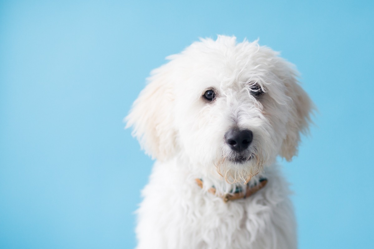 Puddles the golden doodle, portrait